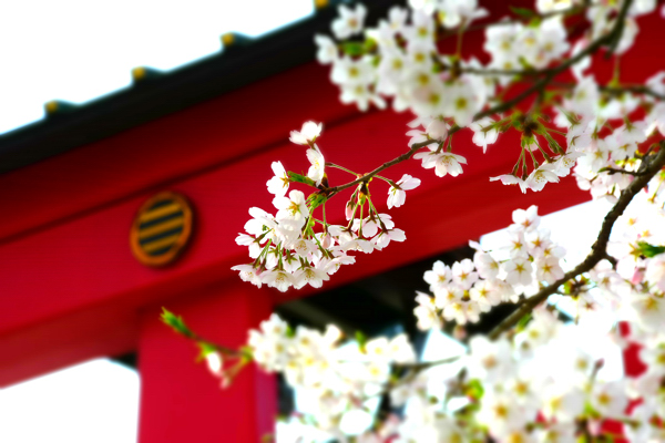 伊米神社の桜の画像