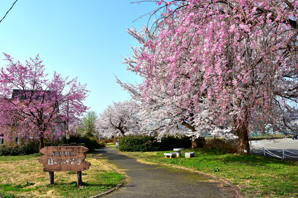 ぽっぽの里公園の桜の画像