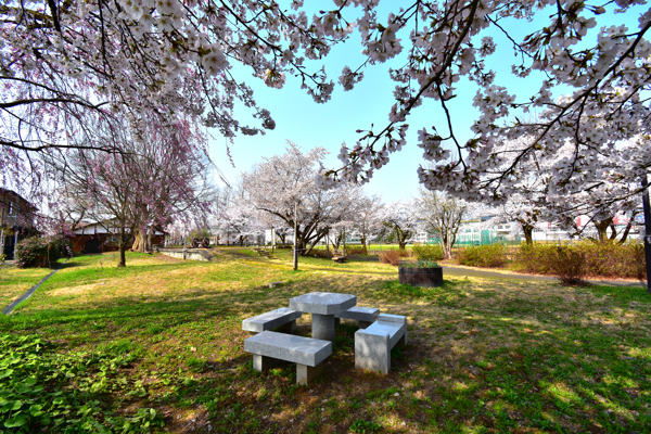 ぽっぽの里公園の桜の画像