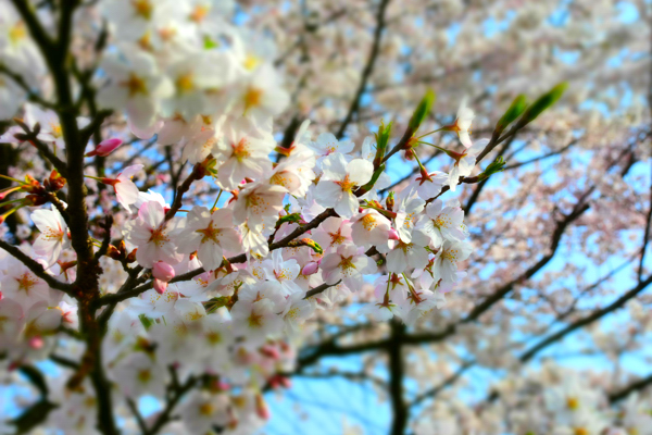 ぽっぽの里公園の桜の画像