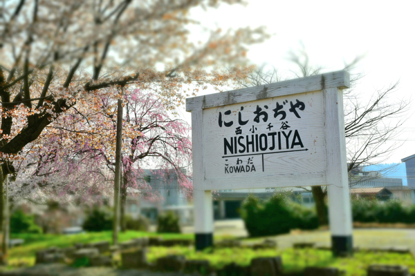 ぽっぽの里公園の桜の画像