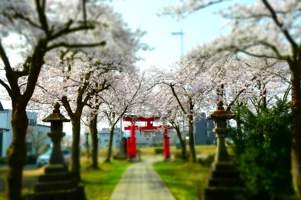 伊米神社の桜並木の画像