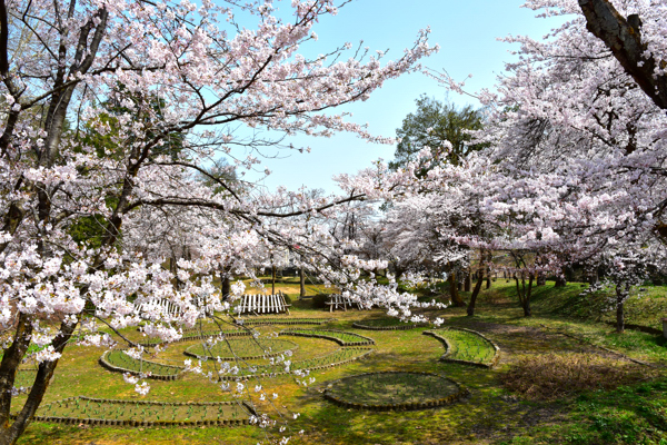 船岡山山麓の桜の画像