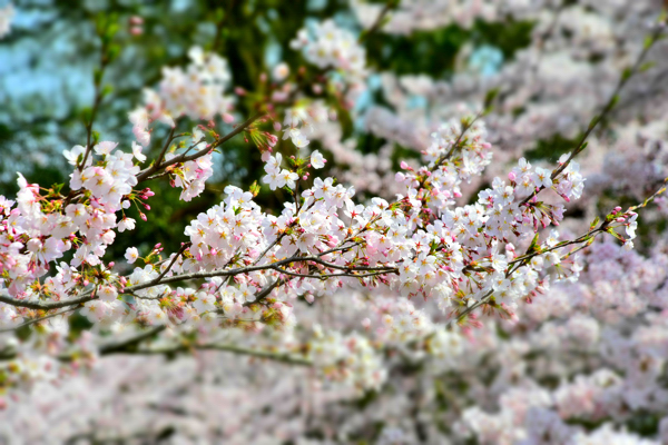 船岡山山麓の桜の画像