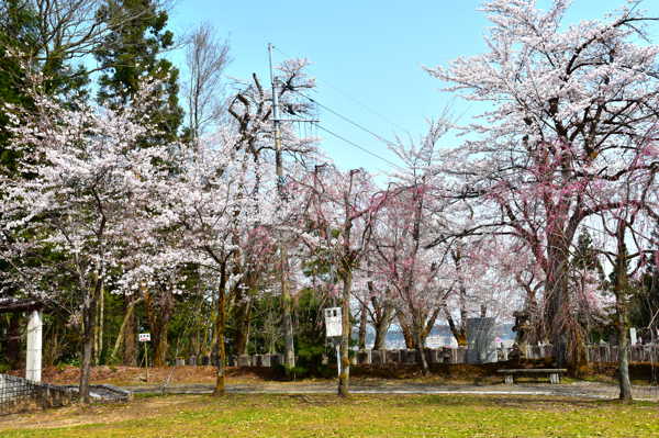 船岡公園の桜の画像