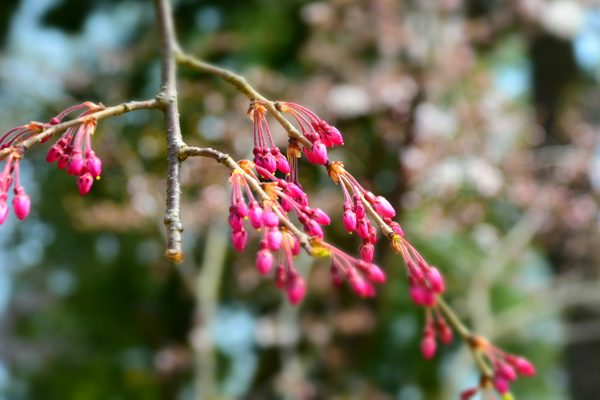 船岡公園の桜のつぼみの画像