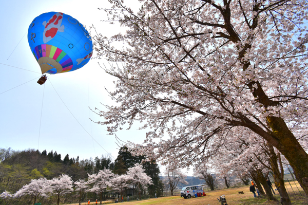 楽集館の桜と熱気球の画像