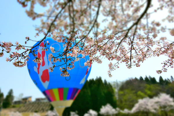 楽集館の桜と熱気球の画像