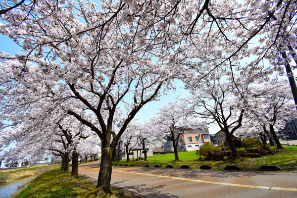 やすらぎ公園付近の桜の画像