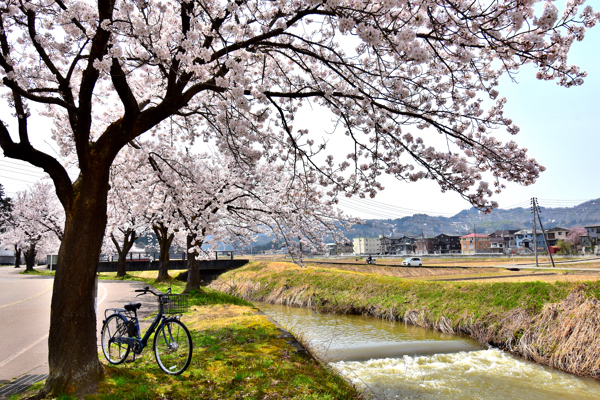 安らぎ橋付近の桜の画像
