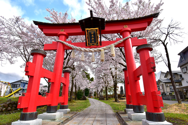 伊米神社の鳥居と桜の画像