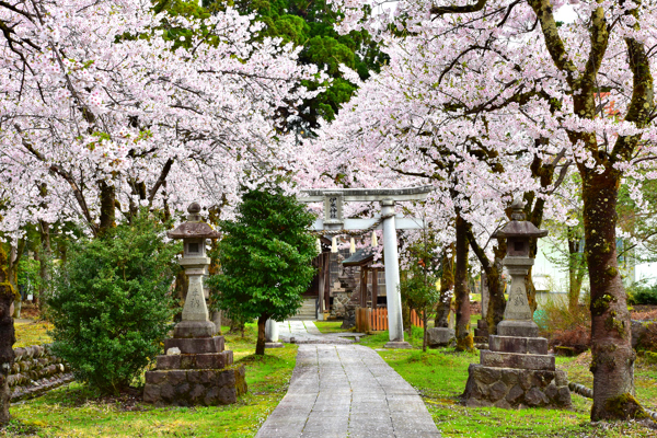伊米神社の鳥居と桜の画像