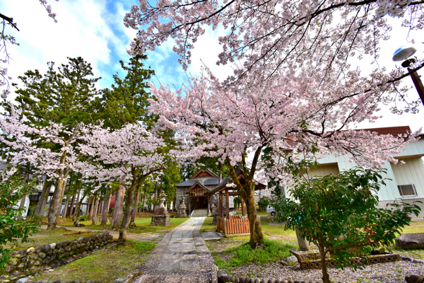 伊米神社と桜の画像