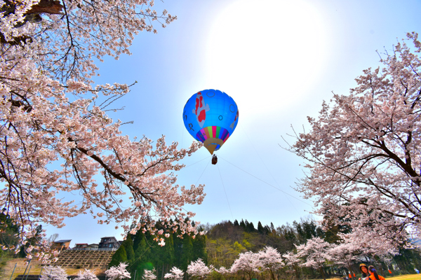楽集館の桜と熱気球の画像
