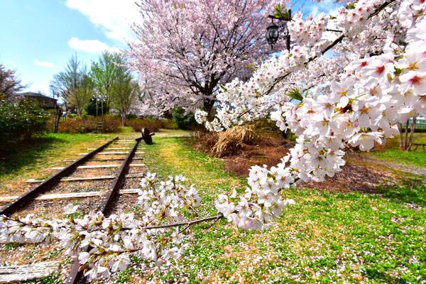 ぽっぽの里公園の線路と桜の画像