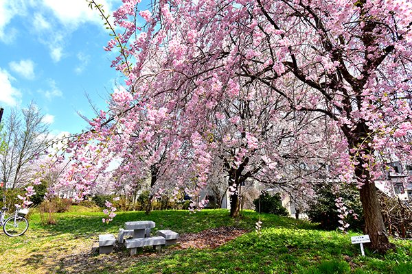 ぽっぽの里公園のしだれ桜の画像
