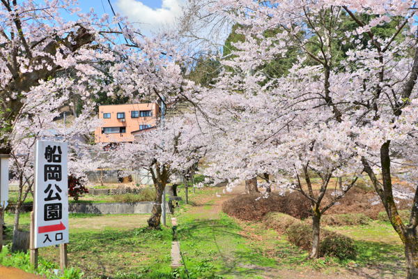 船岡公園の桜の画像