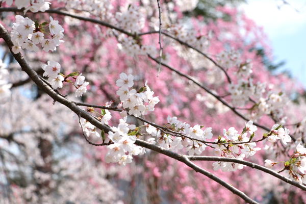 船岡公園の桜の画像