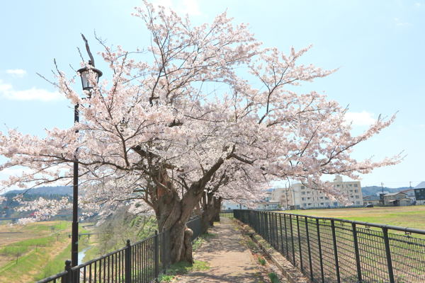 日吉遊歩道の桜の画像