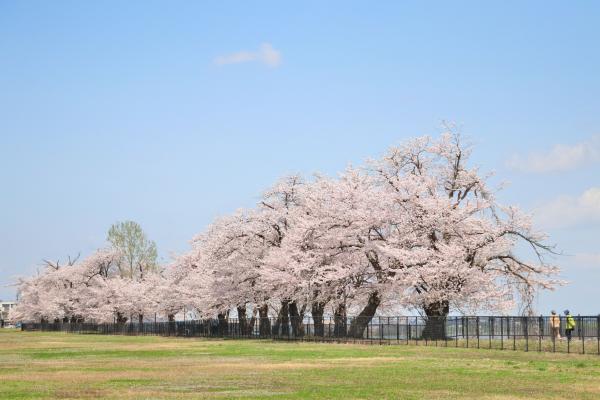 日吉遊歩道の桜の画像