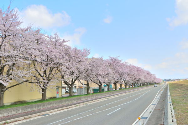 千谷工業団地の桜の画像