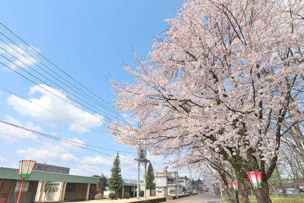 千谷工業団地の桜の画像