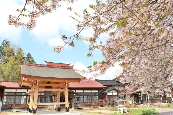 真福寺の桜の画像