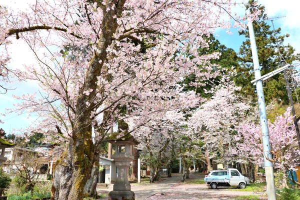 浅原神社の参道と桜の画像