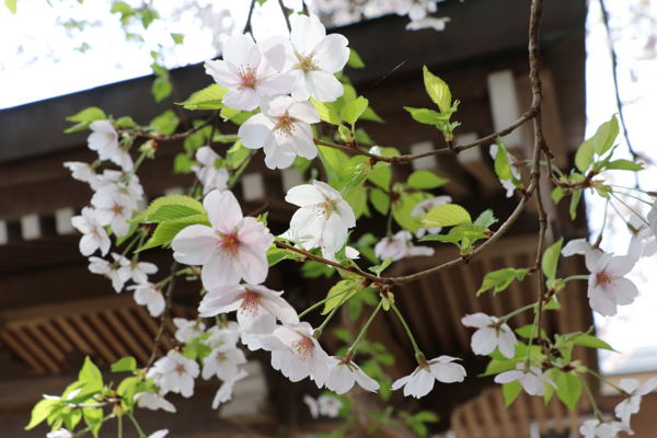 浅原神社の桜の画像