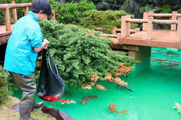 錦鯉を池に放す作業員の画像