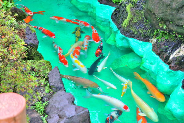 庭園の池で泳ぐ錦鯉の画像