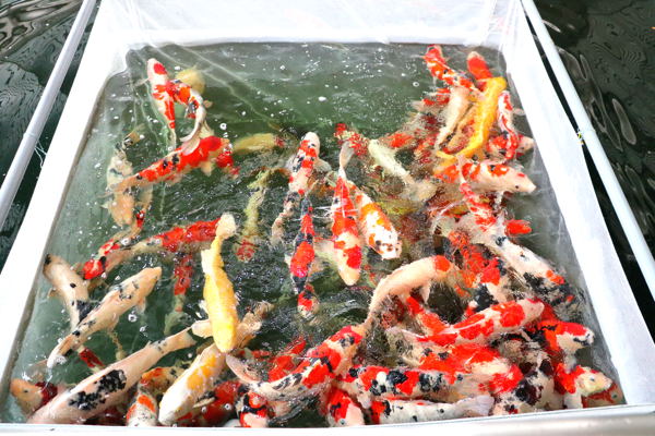 館内の鑑賞池から引き上げられる前の錦鯉の画像