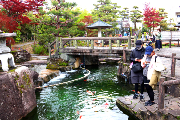 錦鯉の里の庭園の池で錦鯉を鑑賞する参加者の画像