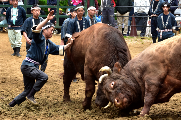 角を突き合う横綱同士の牛の画像
