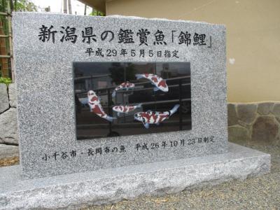 県の鑑賞魚