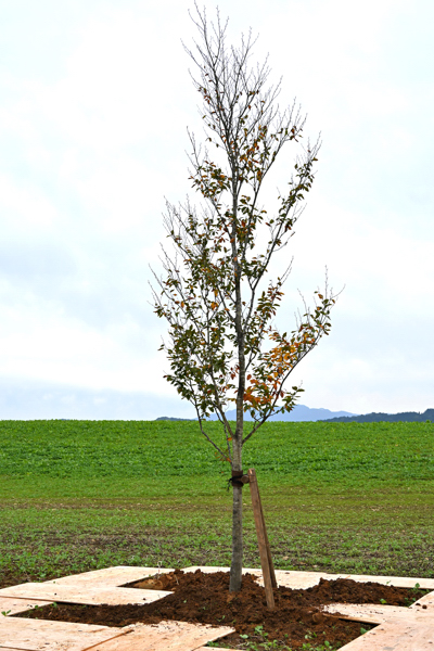 植樹されたブナの木の画像