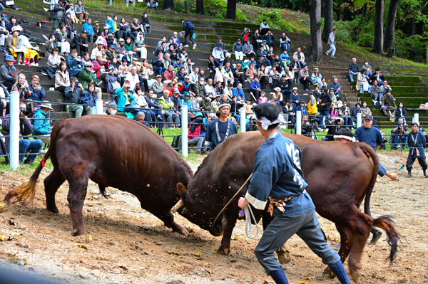おおぜいの観客と角を突き合う牛の画像