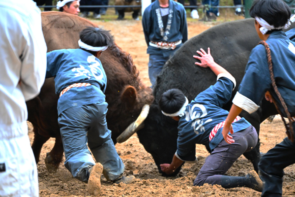 牛の鼻をつかみに行く勢子の画像
