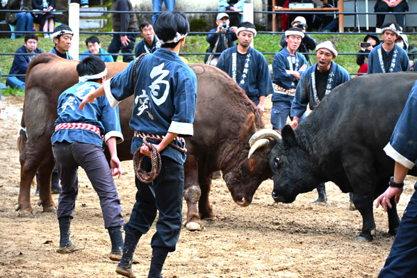 最優秀牛「順ノ下」と「田中」による取組の画像