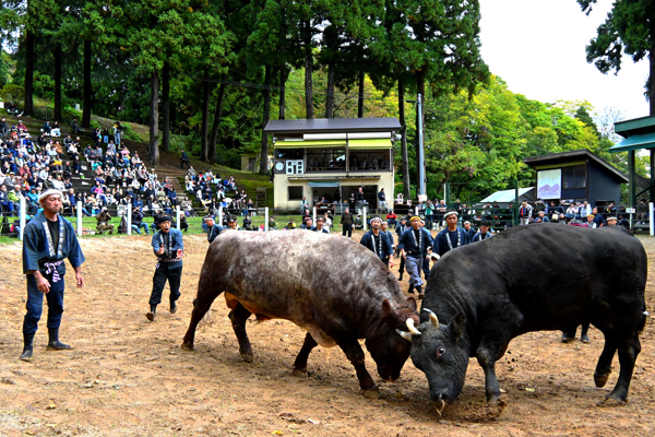 牛の角突きが行われている小千谷闘牛場の画像