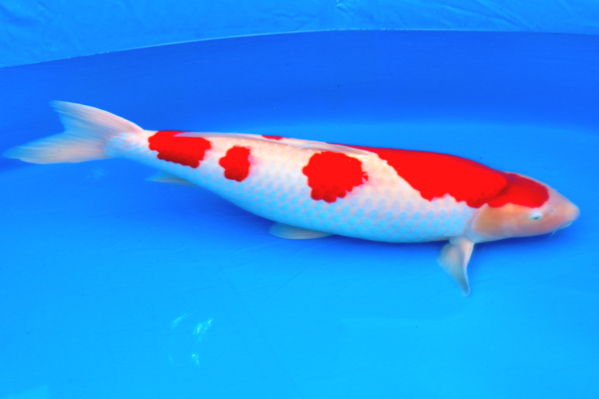 水産庁長官賞を受賞した紅白の錦鯉の画像