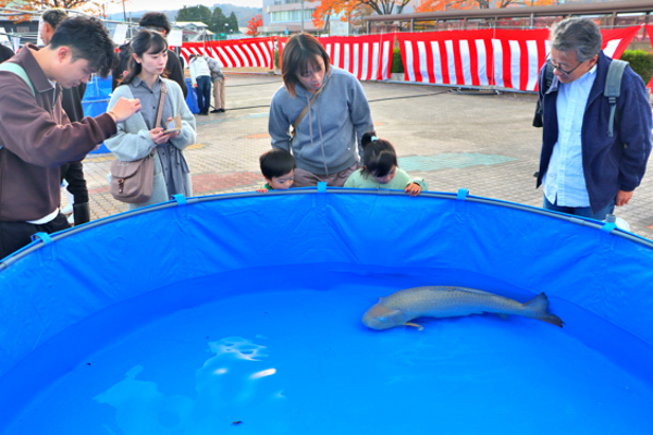 ジャンボ賞の錦鯉とそれを見る人々の画像