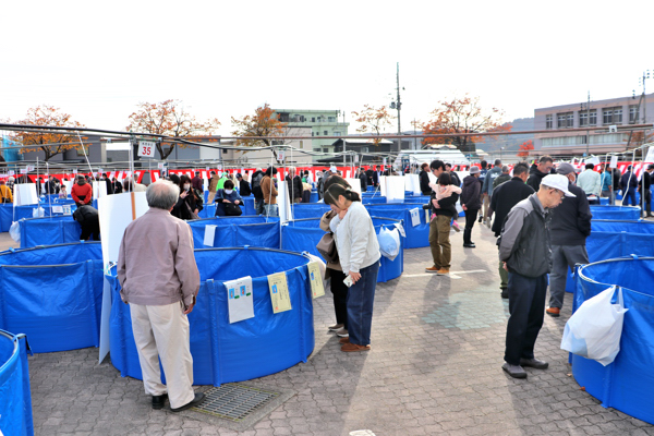 錦鯉品評会の会場で水槽を眺める来場者たちの画像