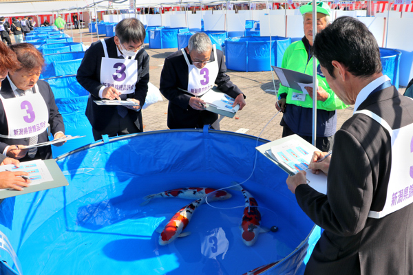 錦鯉品評会の審査をする人々の画像