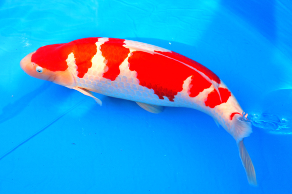 大会で農林水産大臣賞を受賞した紅白の錦鯉の画像