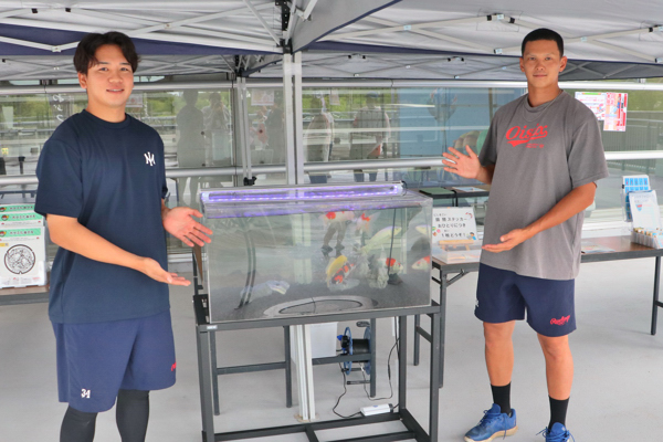 錦鯉の水槽と並ぶ野球選手の画像