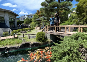 国際交流、錦鯉