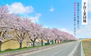 駐車場付近は桜が見頃です