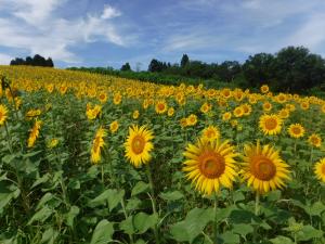 山本山のひまわり畑