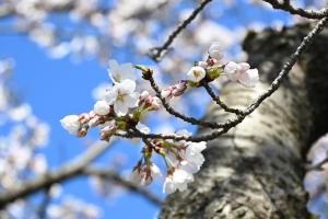 やすらぎ公園　花と蕾